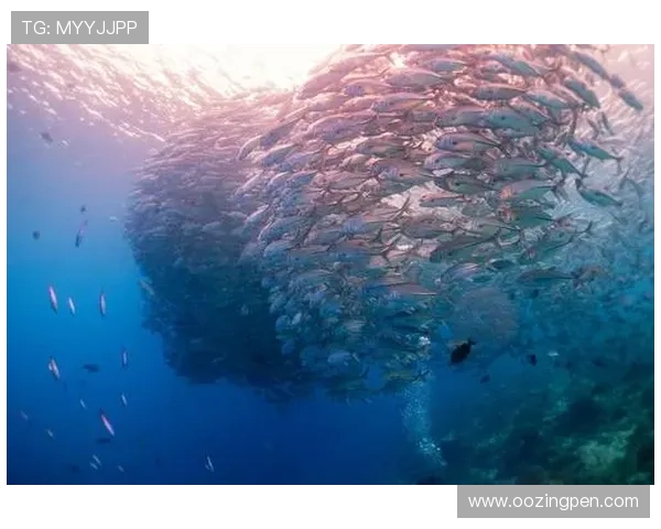 深度解析PA捕鱼技巧,让你在水下世界尽享捕猎快感